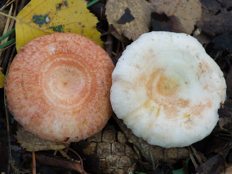 Lactarius pubescens